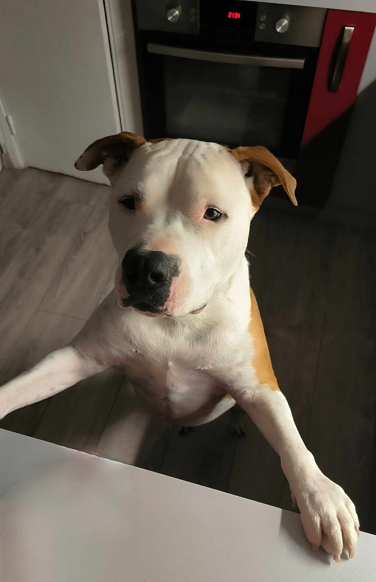 Sopra participe au concours pour gagner de l'argent avec cette photo : animal, brown, canine, curious, dog, domestic, ears, face, floor, furniture, indoor, kitchen, looking, oven, paws, pet, snout, standing, time_display, white