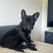 Aïko participe au concours pour gagner de l'argent avec cette photo : animal, black_dog, blanket, companion, cute, dog, domestic, ears, face, floor, french_bulldog, fur, indoor, living_room, paw, pet, sitting, sofa, television, wall