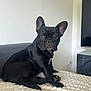 animal, black_dog, blanket, companion, cute, dog, domestic, ears, face, floor, french_bulldog, fur, indoor, living_room, paw, pet, sitting, sofa, television, wall