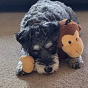 Wrigley is registered to the contest to win money with this photo: background_blur, carpet, closeup, companion, cuddling, cute, dog, fur, gaze, indoor, lying_down, nose, paws, pet, plush_toy, portrait, puppy, sleepy, stuffed_monkey, toy