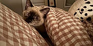 Marshy is registered to the contest to win money with this photo: cat, siamese_cat, blanket, bedroom, checkered_pattern, cozy, indoor, pet, curious, furniture, door, pillow, stuffed_animal, plush, soft_lighting, bed, cute, animal, resting, domestic
