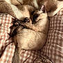 Marshy joined the competition — help win amazing prizes! cat, siamese_cat, sleeping, blanket, checkered, cozy, fur, tail, rest, indoor, pet, animal, cute, relaxed, comfort, soft, texture, bed, paws, warm