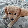 Spike participe au concours pour gagner de l'argent avec cette photo : puppy, dog, cute, fluffy, bed, blanket, indoor, pet, animal, young, fur, lying_down, looking, adorable, comfort, cozy, resting, canine, portrait, closeup