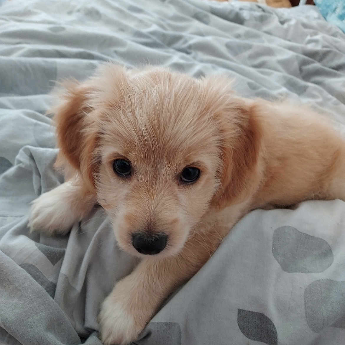 Spike participe au concours pour gagner de l'argent avec cette photo : adorable, animal, bed, blanket, canine, closeup, comfort, cozy, cute, dog, fluffy, fur, indoor, looking, lying_down, pet, portrait, puppy, resting, young