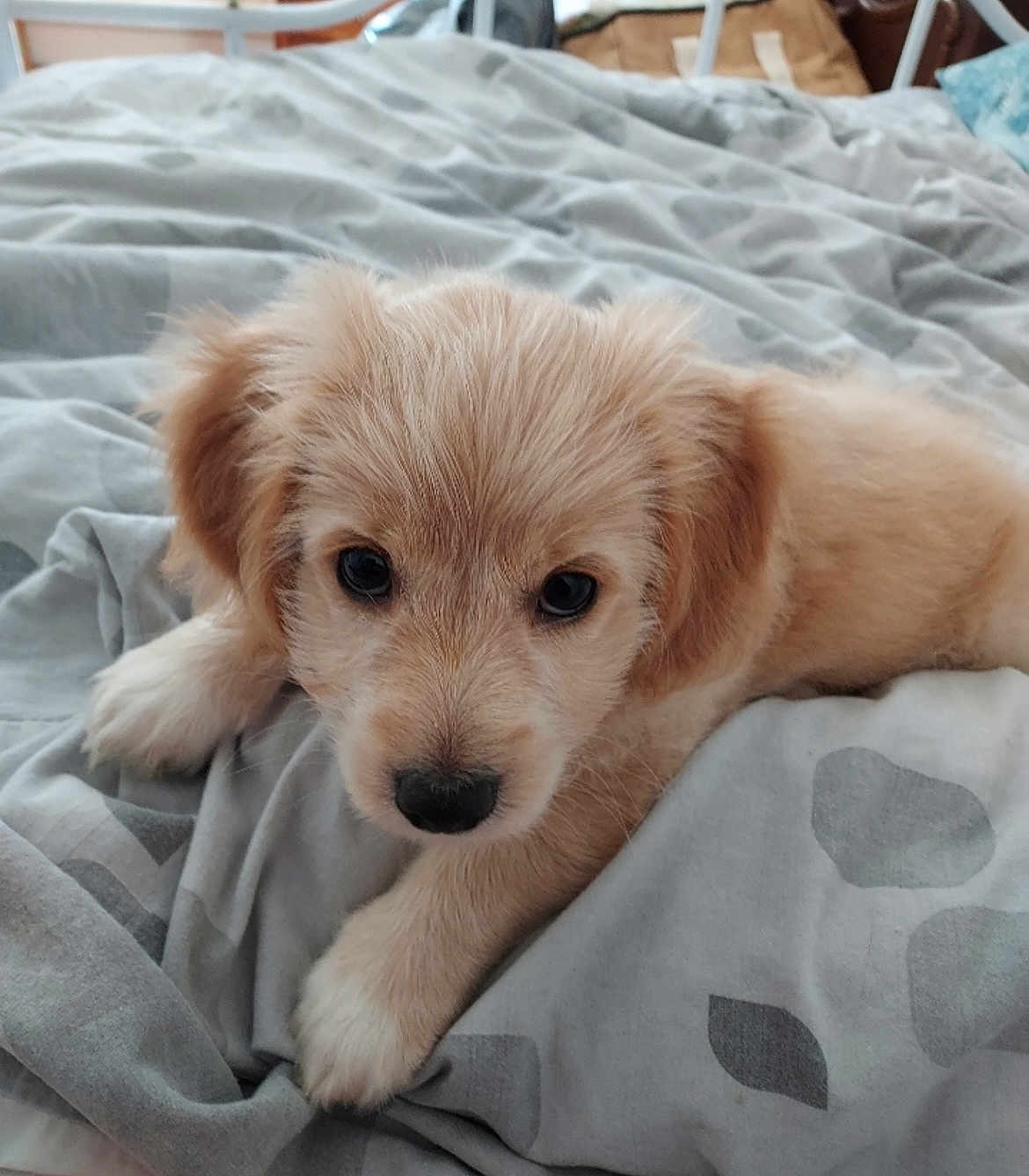 Spike participe au concours pour gagner de l'argent avec cette photo : puppy, dog, cute, fluffy, bed, blanket, indoor, pet, animal, young, fur, lying_down, looking, adorable, comfort, cozy, resting, canine, portrait, closeup