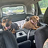 Antonio is registered to the contest to win money with this photo: dog, car_interior, seat, window, collar, blanket, leash, road, trees, sunlight, animal, pet, vehicle, backseat, happy, relaxed, brown_dog, black_dog, travel, road_trip