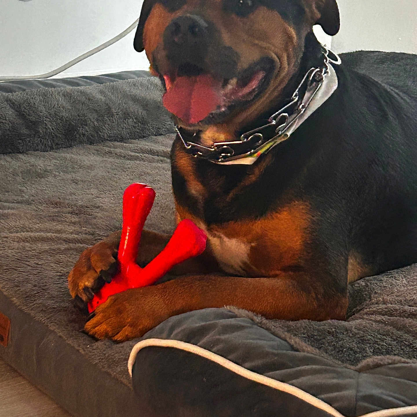 Antonio joined the competition — help win amazing prizes! rottweiler, dog, pet, indoor, dog_bed, toy, red_toy, panting, collar, happy, canine, fur, brown_and_black, paw, resting, animal, domestic_animal, floor, cozy, playful