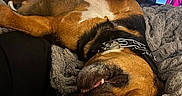 Antonio joined the competition — help win amazing prizes! dog, sleeping, blanket, bed, cozy, indoor, mirror, television, relaxed, brown, black, white, collar, pet, canine, fur, resting, teeth, tongue, home