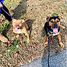 Antonio joined the competition — help win amazing prizes! dog, dogs, leash, grass, dry_grass, leaves, sunny_day, panting, happy, outdoor, brown_dog, black_and_brown_dog, person, boots, tattoo, shadow, nature, pet, canine, walking
