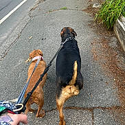 Antonio is registered to the contest to win money with this photo: dog, leash, sidewalk, street, walking, person, pavement, collar, black_dog, brown_dog, outdoor, urban, hand, tattoo, nature, plant, stone_wall, road, walking_dogs, leashes