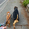 black_dog, brown_dog, collar, dog, hand, leash, leashes, nature, outdoor, pavement, person, plant, road, sidewalk, stone_wall, street, tattoo, urban, walking, walking_dogs