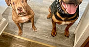 Antonio joined the competition — help win amazing prizes! animal, black_and_brown_dog, brown_dog, canine, collar, companions, curious, dog, domestic, ears, feeding_station, floor, flooring, happy, home, indoor, looking_up, pets, tongue_out, two_dogs