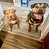 animal, black_and_brown_dog, brown_dog, canine, collar, companions, curious, dog, domestic, ears, feeding_station, floor, flooring, happy, home, indoor, looking_up, pets, tongue_out, two_dogs