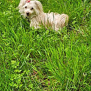Perle a rejoint le concours — aidez-le/la à gagner de superbes lots ! dog, white_dog, bow, grass, greenery, outdoor, nature, pet, cute, fur, collar, happy, animal, small_dog, smiling, field, flora, leaf, sunlight, playful