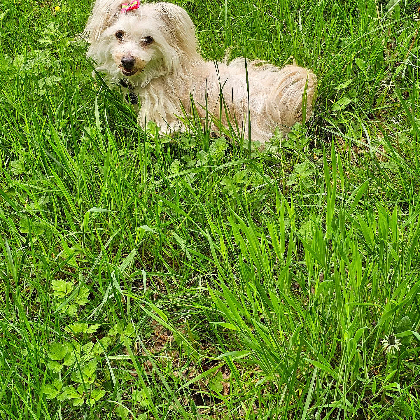 Perle a rejoint le concours — aidez-le/la à gagner de superbes lots ! dog, white_dog, bow, grass, greenery, outdoor, nature, pet, cute, fur, collar, happy, animal, small_dog, smiling, field, flora, leaf, sunlight, playful