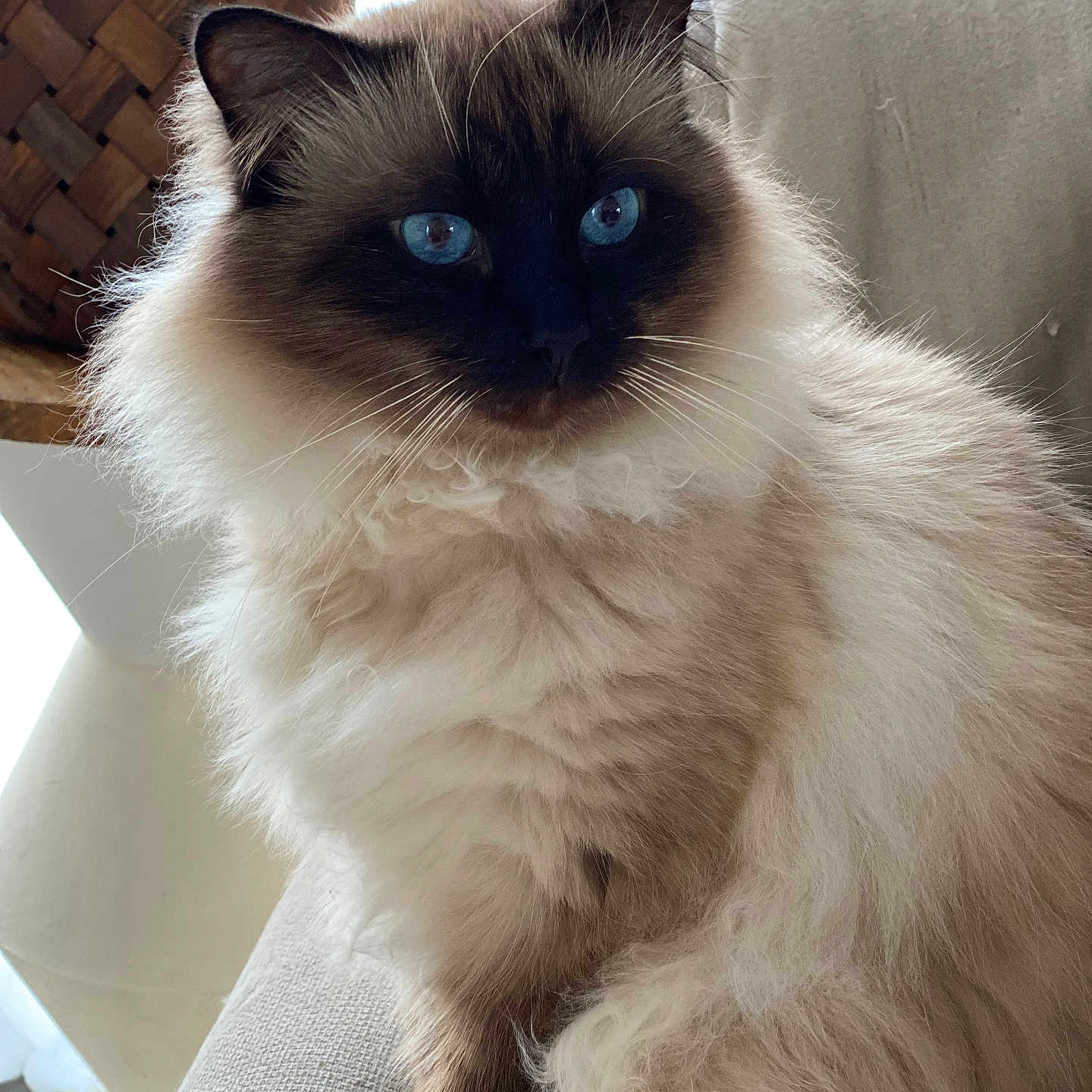 Melio participe au concours pour gagner de l'argent avec cette photo : angora, animal, basket, cat, chair, couch, furniture, kitten, manx, pet, siamese