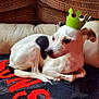 dog, small_dog, white_dog, black_patch, crown, paper_crown, pet, indoor, couch, blanket, resting, curious_eyes, cozy, fur, animal, companion, domestic, cute, relaxed, portrait