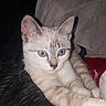 Calie participe au concours pour gagner de l'argent avec cette photo : asian, australian_mist, burmilla, carnivoran, cat, cat_like_mammal, domestic_short_haired_cat, eye, fur, german_rex, kitten, mammal, singapura, small_to_medium_sized_cats, tonkinese, whiskers