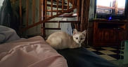 Calie participe au concours pour gagner de l'argent avec cette photo : bed, carnivoran, cat, cat_like_mammal, dog_breed_group, dog_like_mammal, flooring, furniture, home, house, kitten, mammal, room, small_to_medium_sized_cats, vertebrate, whiskers, window