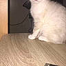 Calie a rejoint le concours — aidez-le/la à gagner de superbes lots ! aegean_cat, burmilla, carnivoran, cat, cat_like_mammal, domestic_short_haired_cat, european_shorthair, eye, fur, kitten, paw, ragdoll, siamese, small_to_medium_sized_cats, snowshoe, thai, tonkinese, whiskers