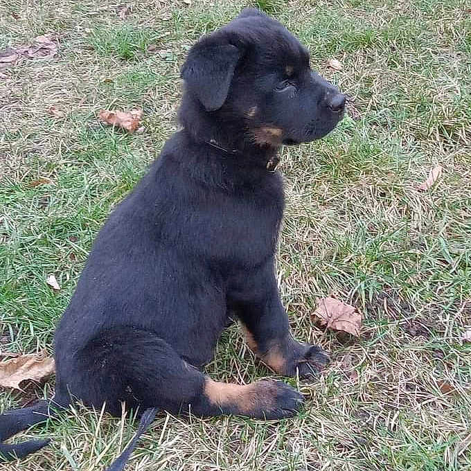 Lilly joined the competition — help win amazing prizes! accessories, animal, ball, canine, chihuahua, dog, germanshepherd, grass, hound, husky, labradorretriever, lawn, pet, plant, puppy, snout, sport, strap, tennis, tennisball
