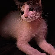 Aiko is registered to the contest to win money with this photo: cat, kitten, animal, pet, whiskers, fur, curious, indoor, closeup, portrait, cute, tri_color, paws, dark_background, soft_light, young, feline, mammal, playful, alert