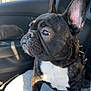 dog, french_bulldog, brindle, pet, car, car_interior, seat, blanket, sunlight, window, ears, paw, animal, canine, domestic_animal, fur, side_view, looking_away, sitting, leash