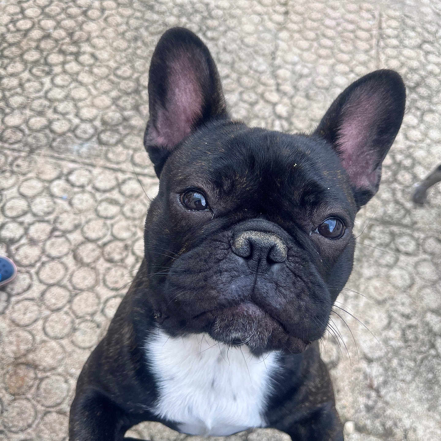 Volt a rejoint le concours — aidez-le/la à gagner de superbes lots ! animal, black_coat, canine, close_up, companion, curious, cute, daylight, dog, ears, french_bulldog, looking_up, mammal, outdoor, pavement, pet, portrait, snout, standing, white_chest