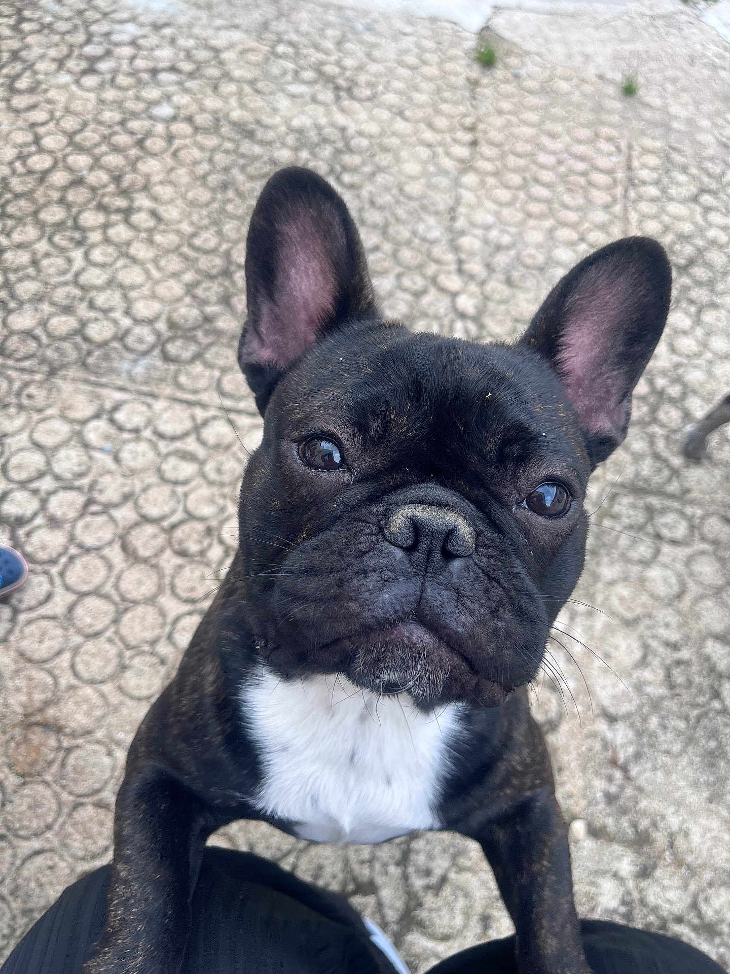 Volt a rejoint le concours — aidez-le/la à gagner de superbes lots ! dog, french_bulldog, pet, animal, black_coat, white_chest, ears, outdoor, pavement, close_up, curious, standing, cute, canine, companion, mammal, snout, portrait, looking_up, daylight