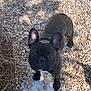Volt a rejoint le concours — aidez-le/la à gagner de superbes lots ! dog, french_bulldog, pet, outdoor, stones, shadow, sunlight, ears, curious, animal, ground, small_rocks, black_dog, portrait, looking_up, nature, daylight, close_up, cute, standing
