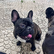 Volt participe au concours pour gagner de l'argent avec cette photo : dog, french_bulldog, pet, animal, outdoor, pavement, tongue_out, brindle, collar, cute, playful, happy, canine, companion, two_dogs, texture, closeup, snout, ears, ground