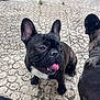 dog, french_bulldog, pet, animal, outdoor, pavement, tongue_out, brindle, collar, cute, playful, happy, canine, companion, two_dogs, texture, closeup, snout, ears, ground