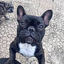 Volt participe au concours pour gagner de l'argent avec cette photo : dog, french_bulldog, puppy, black_and_white, brindle_dog, outdoor, stone_pavement, close_up, pet, animal, ears, paws, curious, looking, standing, knees, background, texture, cute, canine