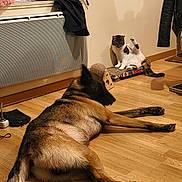 Roxy a rejoint le concours — aidez-le/la à gagner de superbes lots ! animal, brown_dog, casual, cat, companion, dog, flooring, furniture, home, household, indoor, jackets, lying_down, pet, relaxed, scratching_post, sitting, tabby_cat, wall, wooden_floor