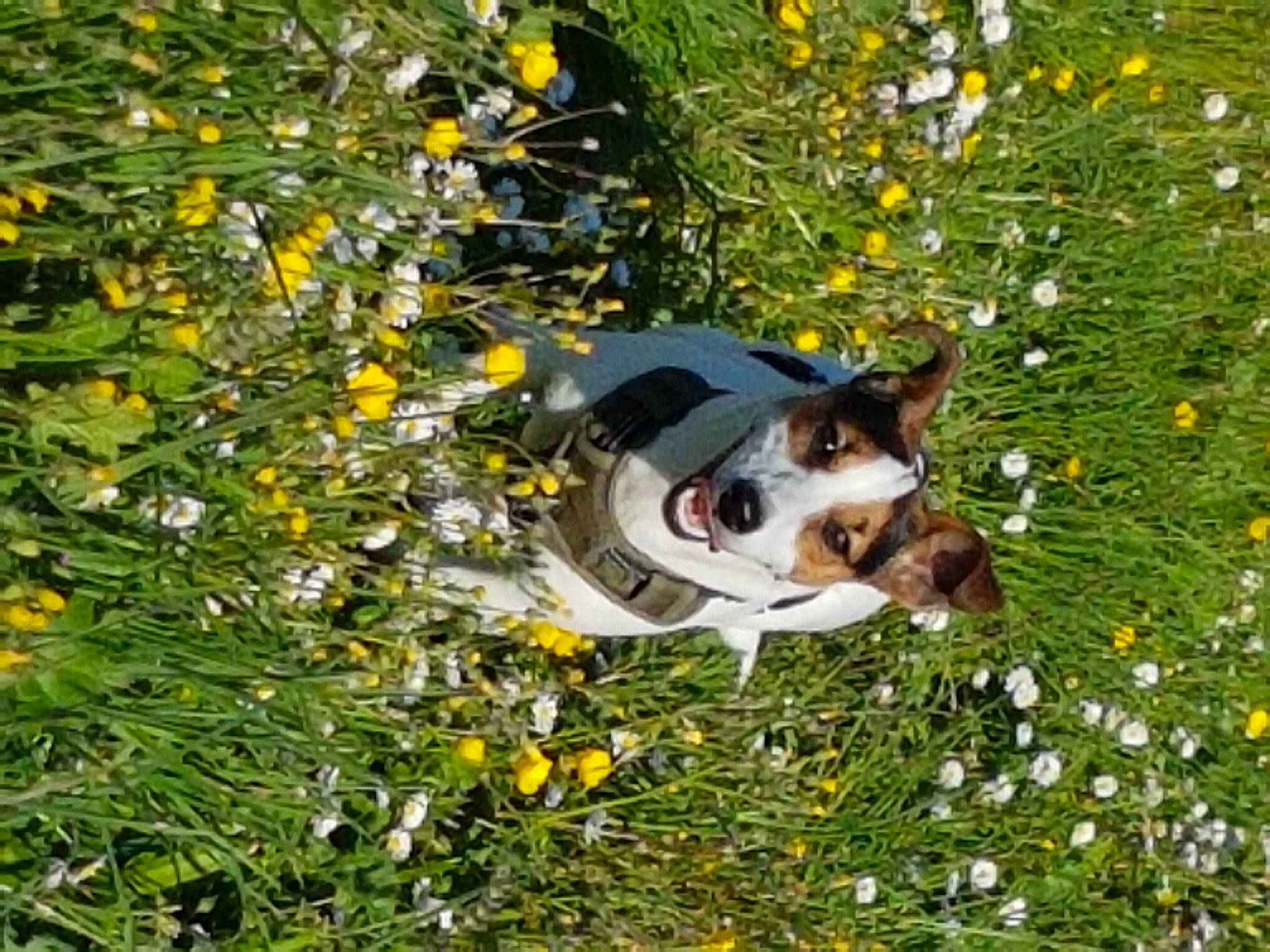 Fiby a rejoint le concours — aidez-le/la à gagner de superbes lots ! autumn, canidae, carnivore, companion_dog, deciduous, dog, dog_breed, felidae, flower, flowering_plant, grass, groundcover, herbaceous_plant, herding_dog, people_in_nature, plant, tail, tree, wildflower, working_dog