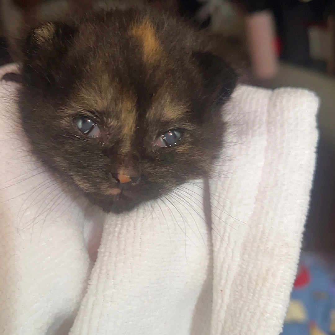 Matcha is registered to the contest to win money with this photo: animal, close_up, comfort, cozy, cute, domestic_cat, face, feline, fur, hand, indoor, kitten, pet, sleepy, small, soft, tortoiseshell, towel, whiskers, young