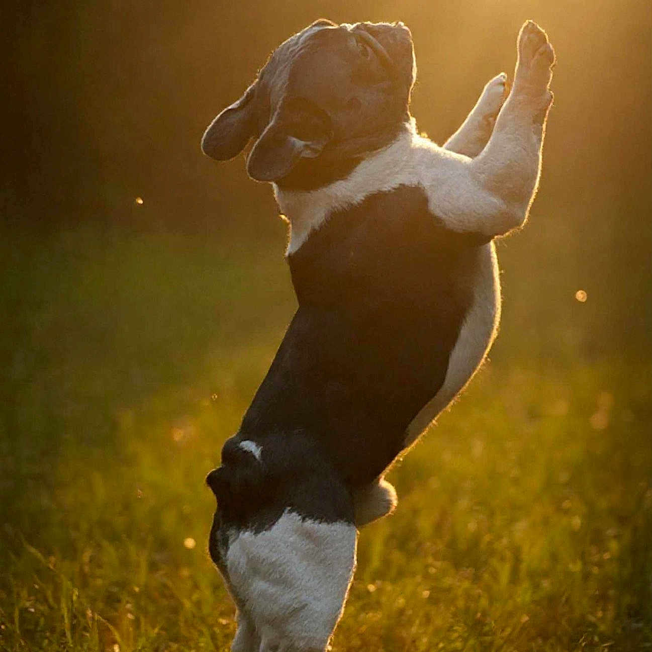 Oh Snap joined the competition — help win amazing prizes! active, animal, backlit, black_and_white, canine, daylight, dog, energetic, field, grass, happy, jumping, motion, nature, outdoor, pet, playing, summer, sunlight, sunset