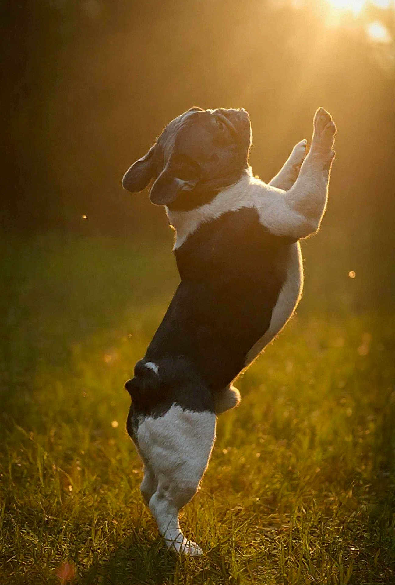 Oh Snap joined the competition — help win amazing prizes! dog, black_and_white, grass, sunlight, outdoor, animal, pet, jumping, playing, sunset, nature, field, active, canine, energetic, backlit, motion, happy, summer, daylight