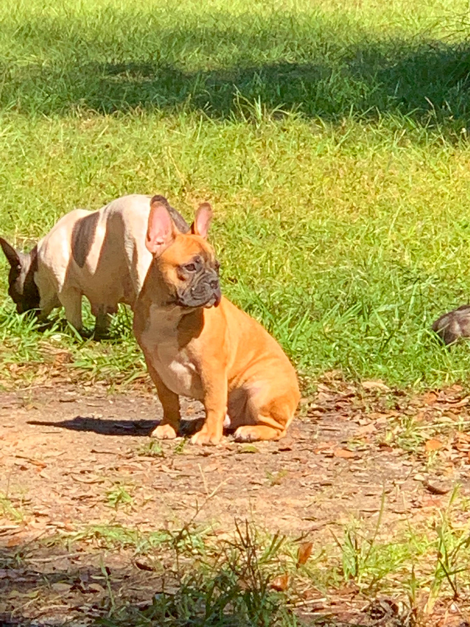 Cop Cop joined the competition — help win amazing prizes! bulldog, canidae, carnivore, companion_dog, dog, dog_breed, fawn, french_bulldog, grass, mammal, non_sporting_group, snout, vertebrate