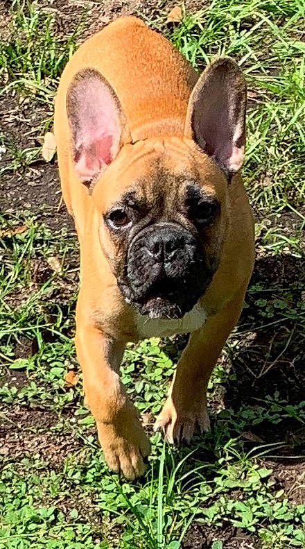 Cop Cop joined the competition — help win amazing prizes! ancient_dog_breeds, bulldog, canidae, carnivore, companion_dog, dog, dog_breed, fawn, french_bulldog, grass, mammal, molosser, non_sporting_group, nose, perro_de_presa_mallorquin, puppy, rare_breed_dog, snout, toy_bulldog, vertebrate