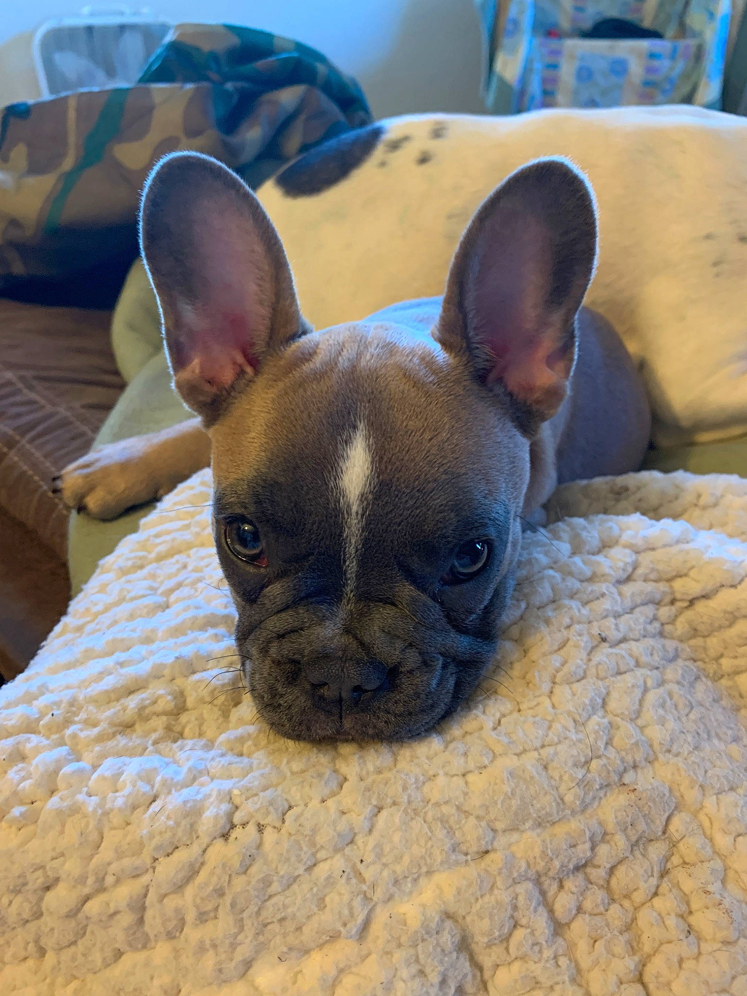 Pixie joined the competition — help win amazing prizes! bulldog, canidae, carnivore, companion_dog, dog, dog_breed, ear, eye, fawn, french_bulldog, mammal, non_sporting_group, nose, puppy, snout, toy_bulldog, vertebrate, whiskers