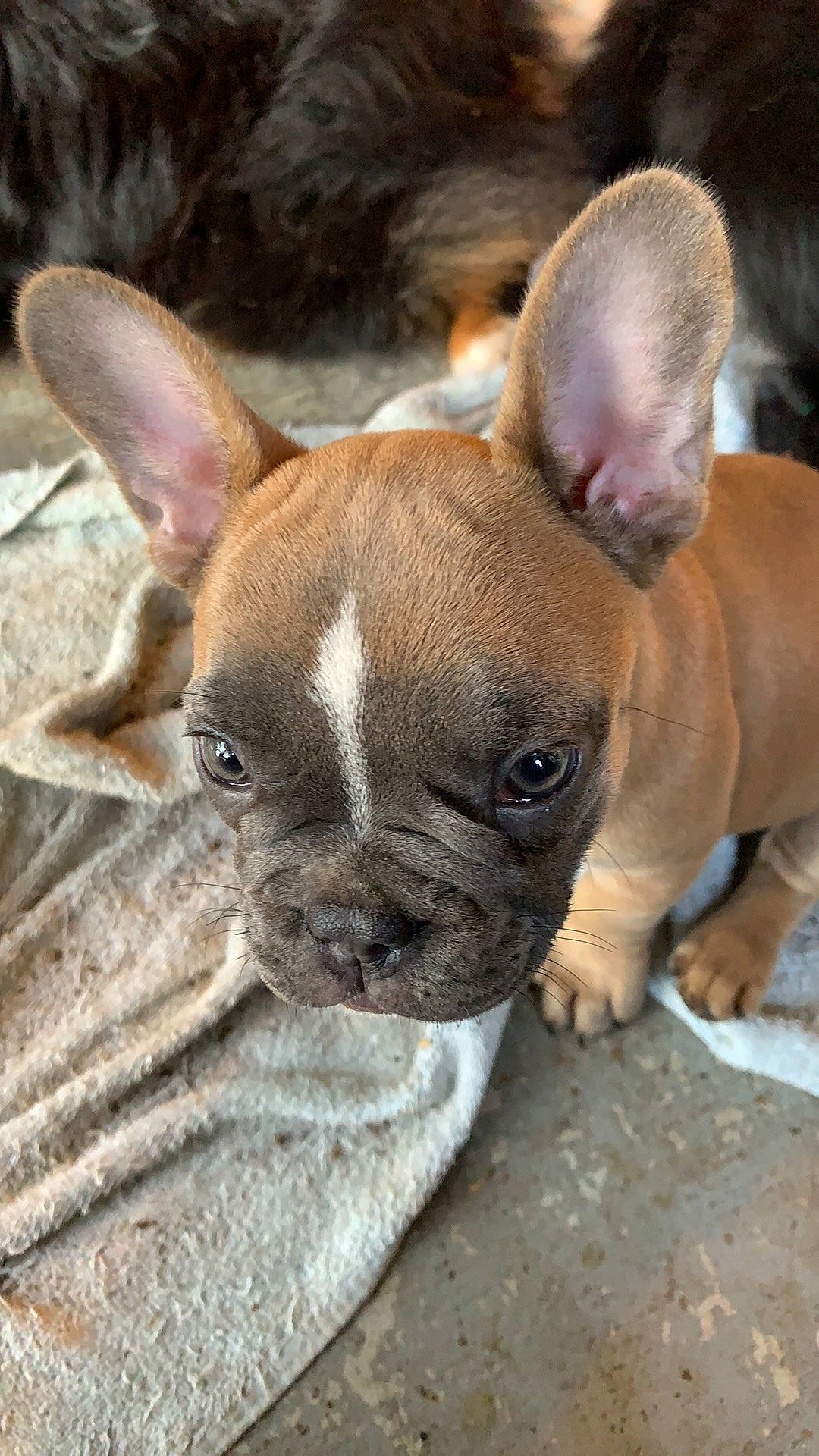 Pixie joined the competition — help win amazing prizes! bulldog, canidae, carnivore, companion_dog, dog, dog_breed, ear, fawn, french_bulldog, mammal, non_sporting_group, puppy, rare_breed_dog, snout, toy_bulldog, vertebrate, whiskers