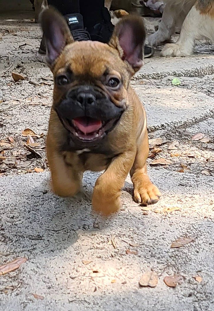 Louie is registered to the contest to win money with this photo: ancient_dog_breeds, bulldog, canidae, carnivore, companion_dog, dog, dog_breed, fawn, french_bulldog, mammal, molosser, non_sporting_group, puppy, rare_breed_dog, skin, snout, toy_bulldog, vertebrate