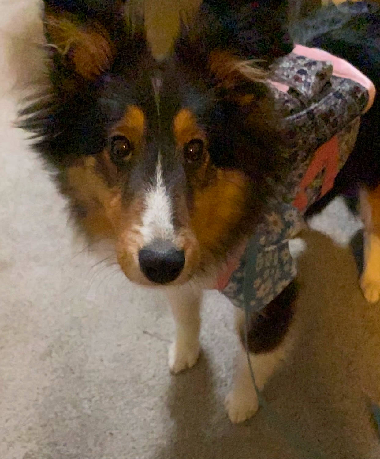 Nahla is registered to the contest to win money with this photo: ancient_dog_breeds, canidae, canis, carnivore, companion_dog, dog, dog_breed, flooring, fur, herding_dog, puppy, snout, sporting_group, tail, terrestrial_animal, whiskers, working_animal, working_dog