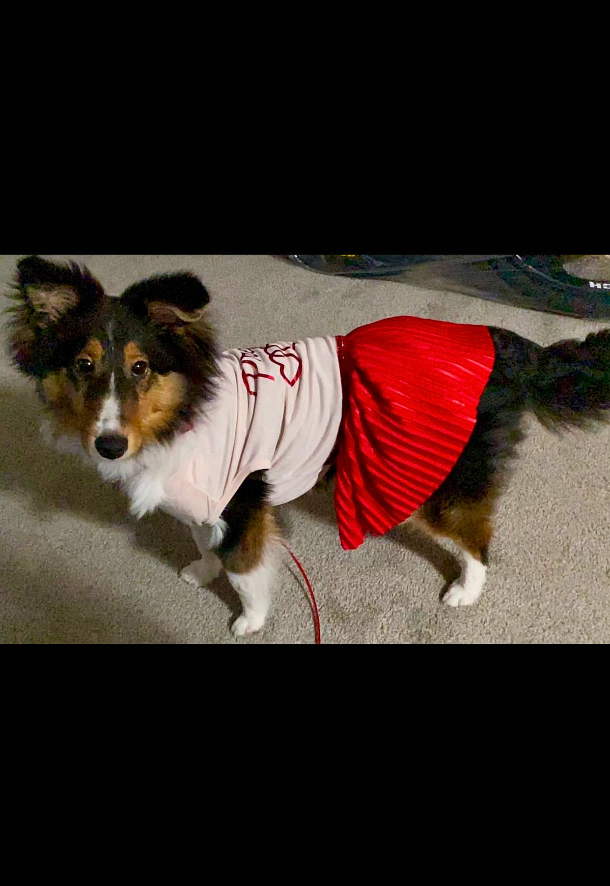 Nahla joined the competition — help win amazing prizes! carnivore, collar, collie, companion_dog, dog, dog_breed, dog_clothes, dog_supply, fur, herding_dog, paw, pet_supply, rectangle, rough_collie, scotch_collie, shetland_sheepdog, snout, tail, terrestrial_animal, working_animal