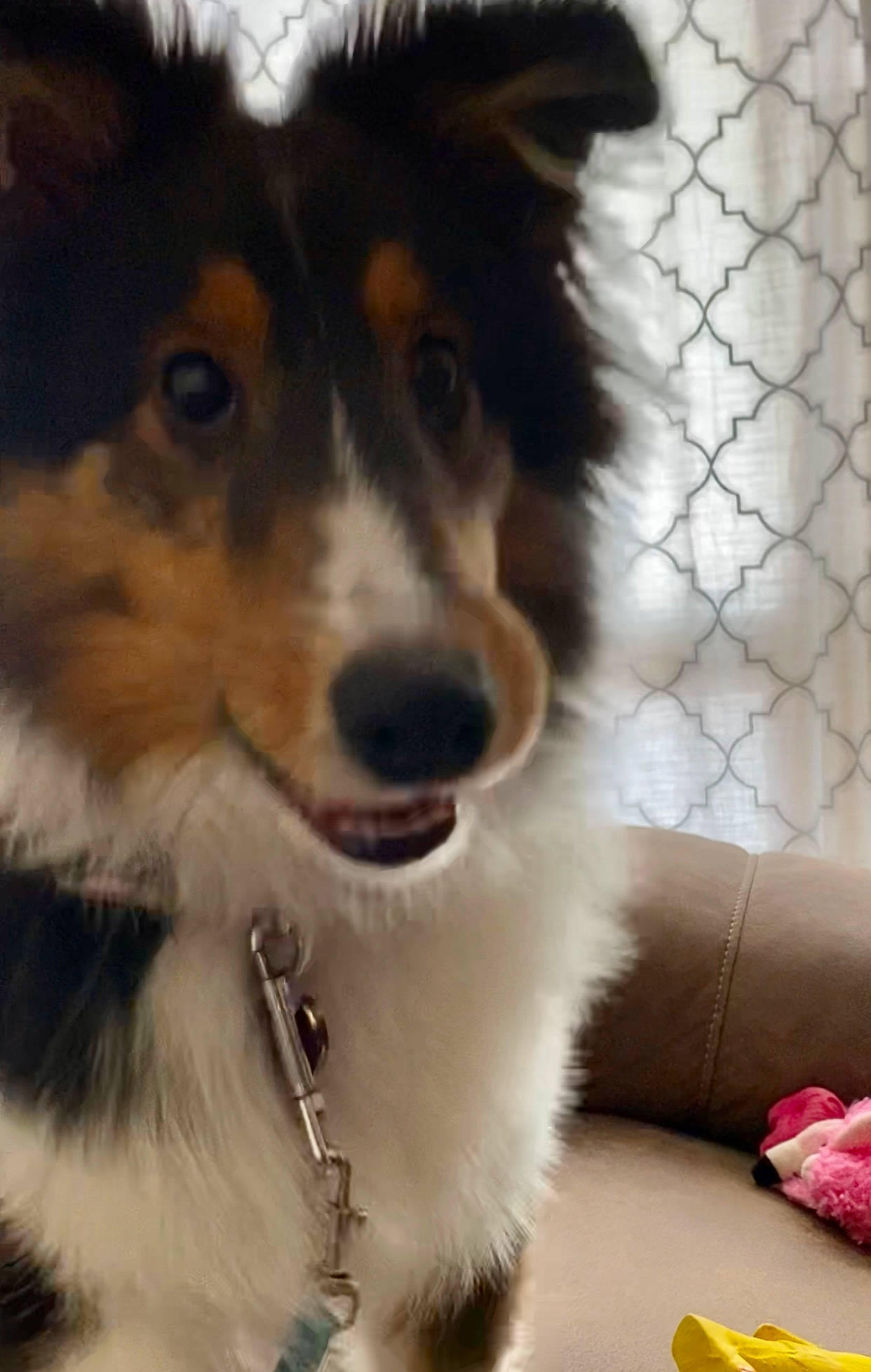 Nahla is registered to the contest to win money with this photo: australian_collie, australian_shepherd, border_collie, canidae, carnivore, collie, companion_dog, dog, dog_breed, fur, herding_dog, mesh, rough_collie, scotch_collie, snout, sporting_group, whiskers, window, working_animal, working_dog