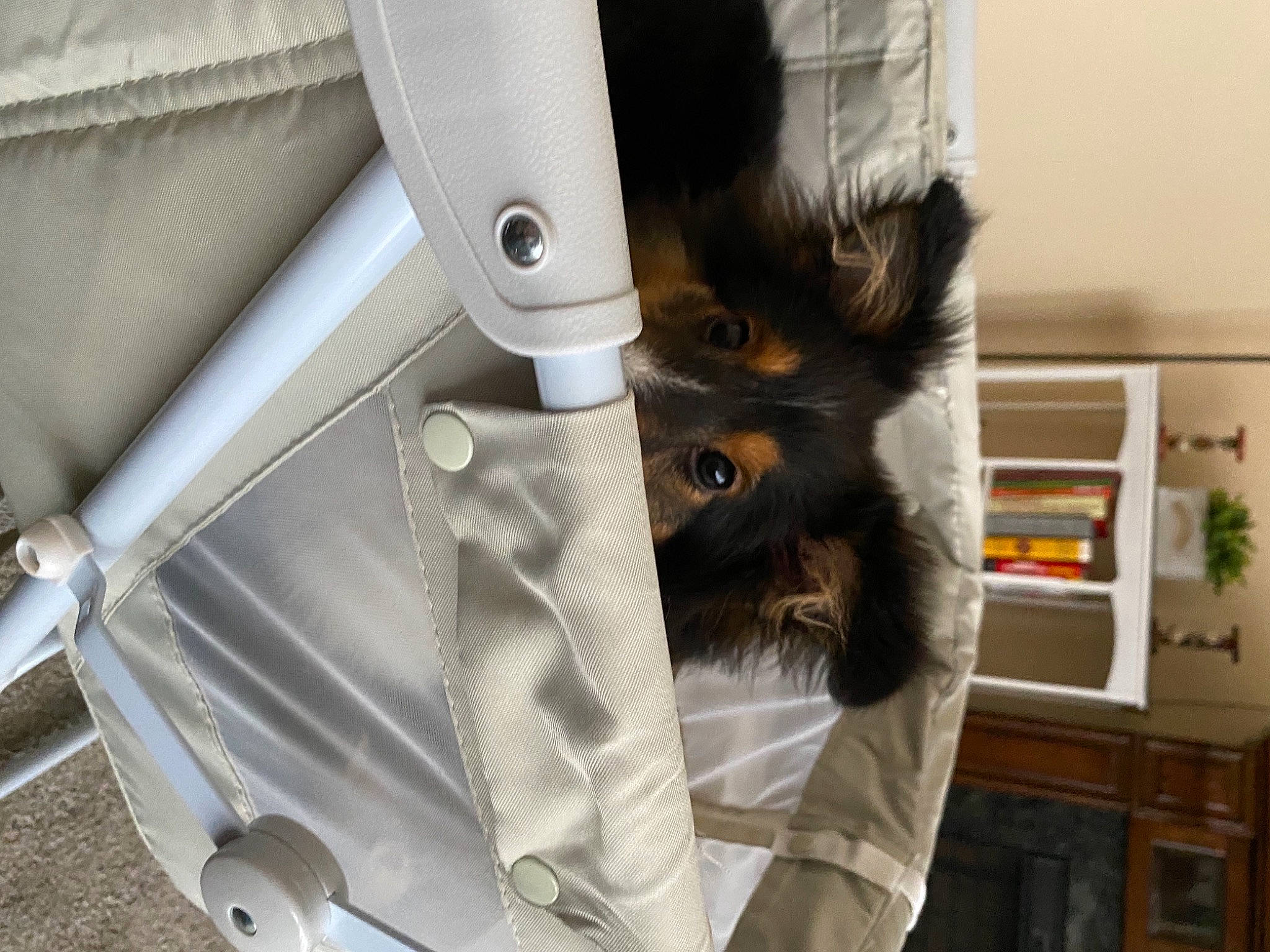 Nahla is registered to the contest to win money with this photo: auto_part, automotive_exterior, bag, bookcase, car_seat, carnivore, cat, comfort, felidae, fur, houseplant, luggage_and_bags, metal, personal_luxury_car, rim, shelf, shelving, small_to_medium_sized_cats, vehicle_door, whiskers