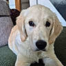 dog, puppy, golden_retriever, pet, animal, fluffy, cream_fur, brown_eyes, black_nose, lying_down, front_paws, indoor, home, carpet, sofa, staircase, refrigerator, portrait, cute, adorable