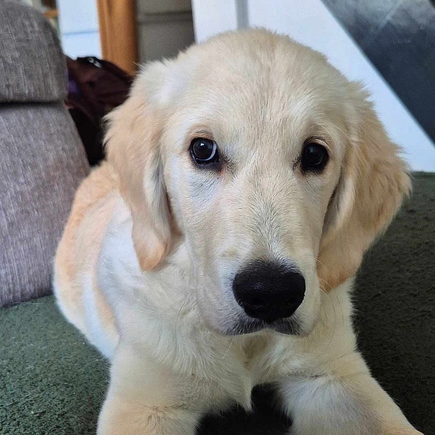 Charlie participe au concours pour gagner de l'argent avec cette photo : dog, puppy, golden_retriever, pet, animal, fluffy, cream_fur, brown_eyes, black_nose, lying_down, front_paws, indoor, home, carpet, sofa, staircase, refrigerator, portrait, cute, adorable