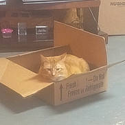 Stitch is registered to the contest to win money with this photo: abyssinian, animal, bag, box, cardboard, carton, cat, computer, cup, drawer, electronics, furniture, indoors, kitten, laptop, manx, pc, person, pet, sleeping